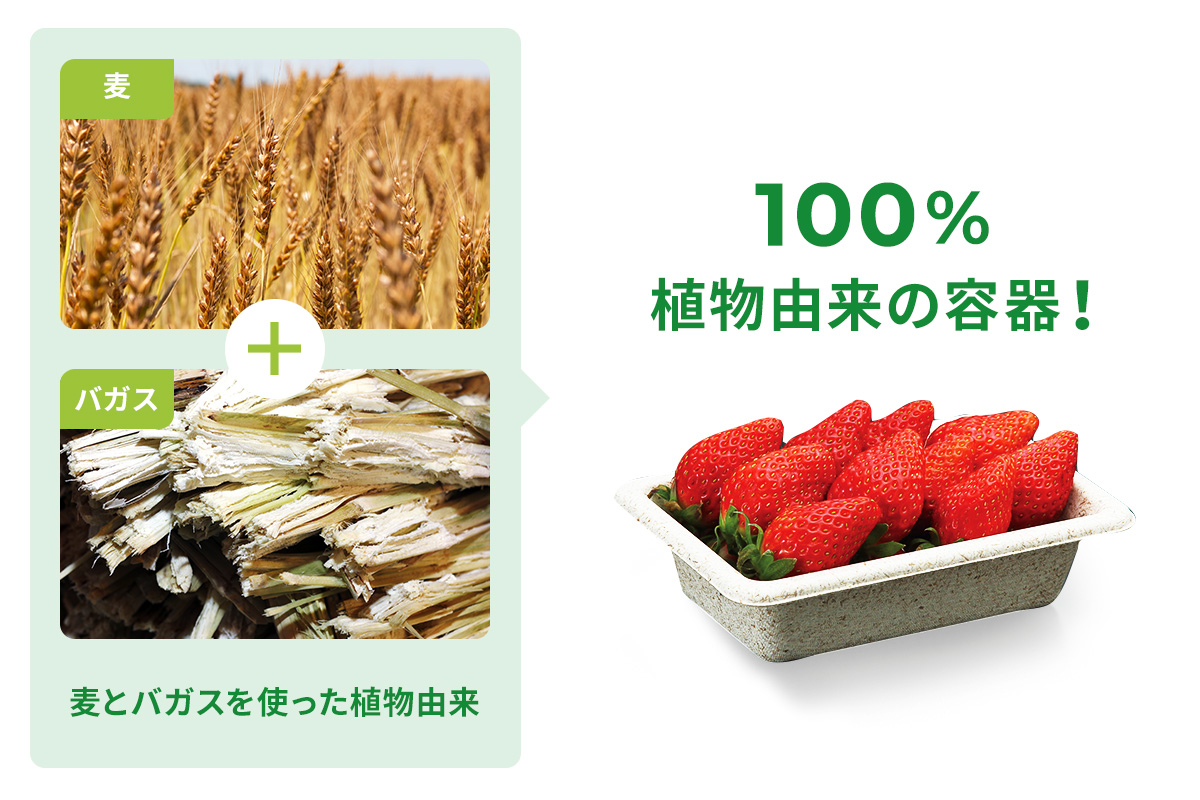 麦とバガスを使った環境に優しい植物由来のエコ容器