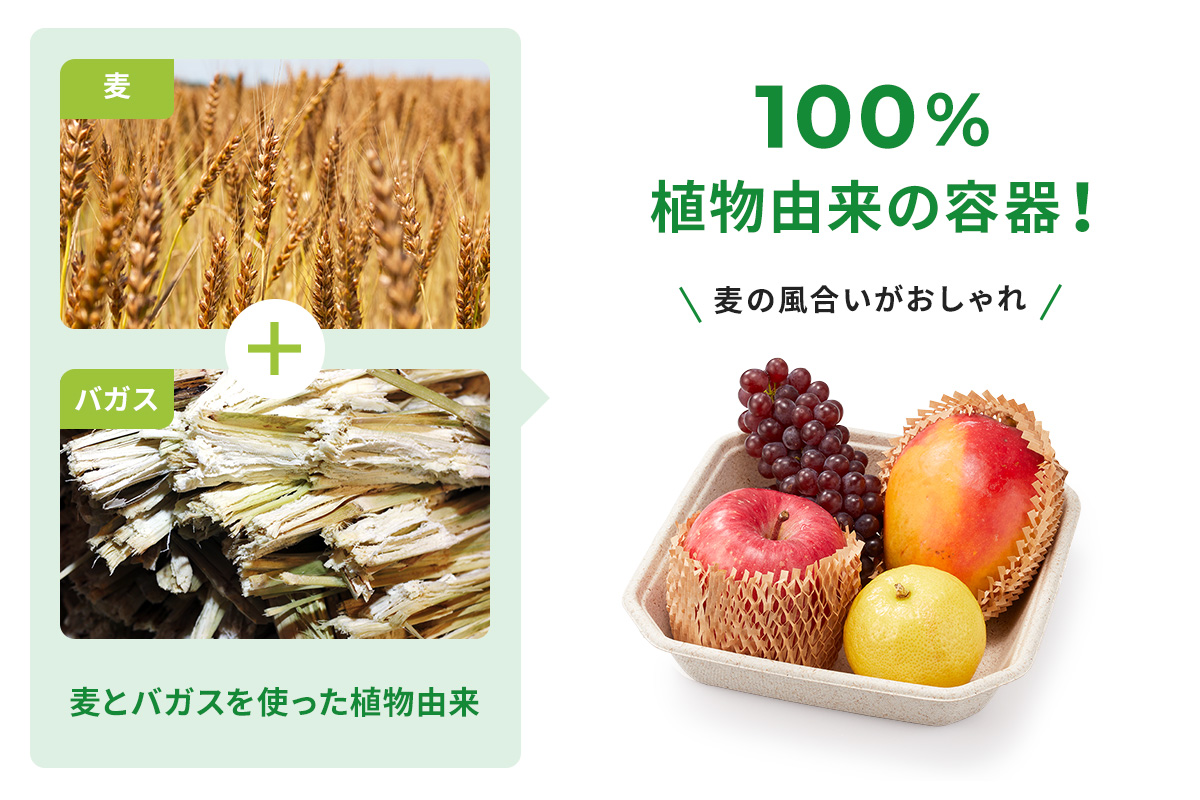 麦とバガスを使った環境に優しい植物由来のエコ容器